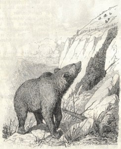 bear2