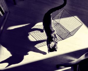 cat shadow